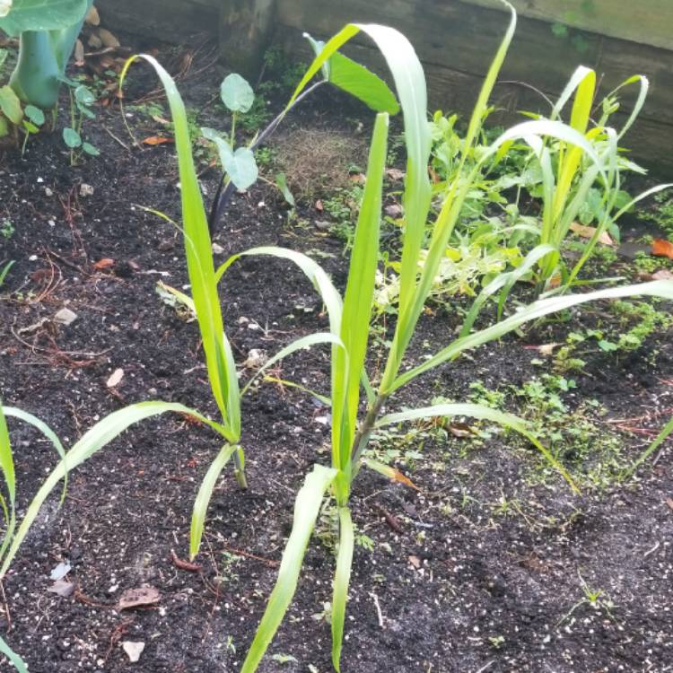 plant image 658174
