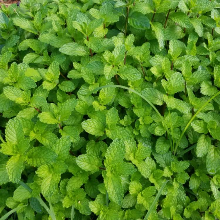 Plant image Mentha arvensis 'Thai'