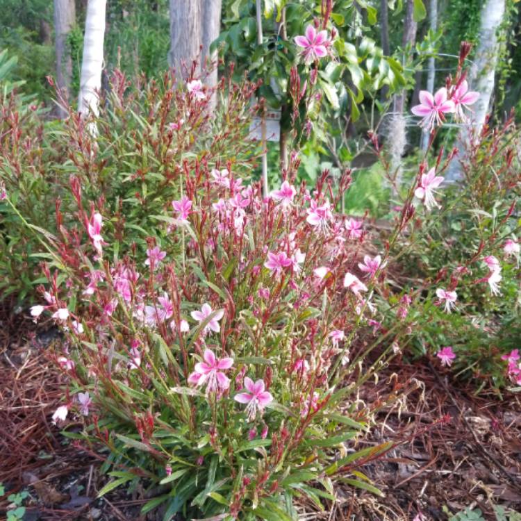 Plant image Oenothera lindheimeri 'Passionate Pink' syn. Gaura lindheimeri 'Passionate Pink'