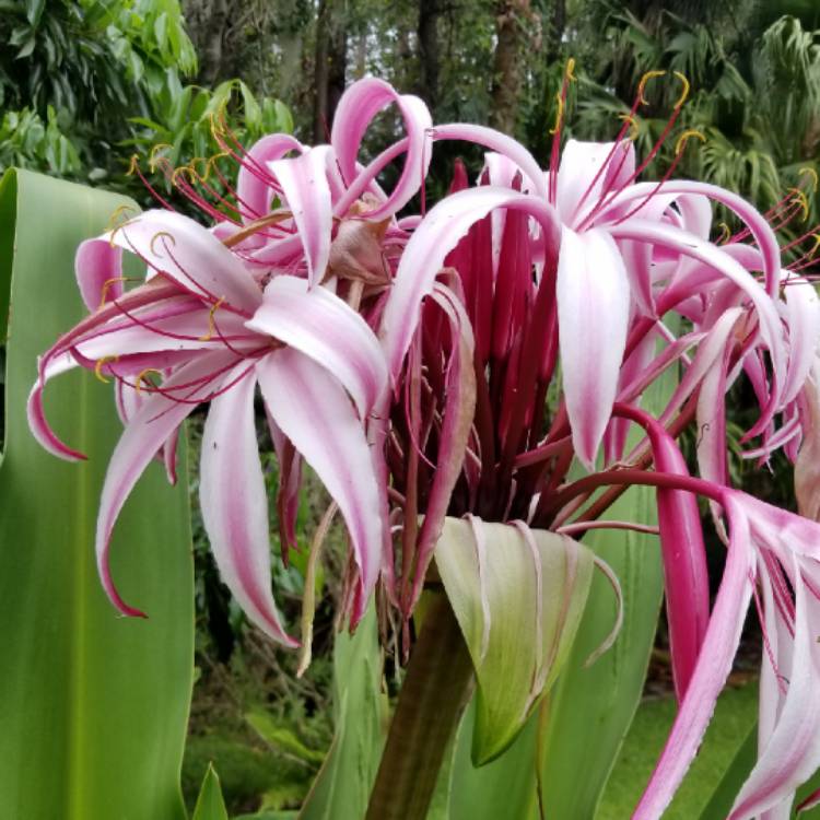 plant image 849146 plant image 849146