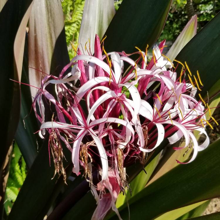 plant image 849147 plant image 849147