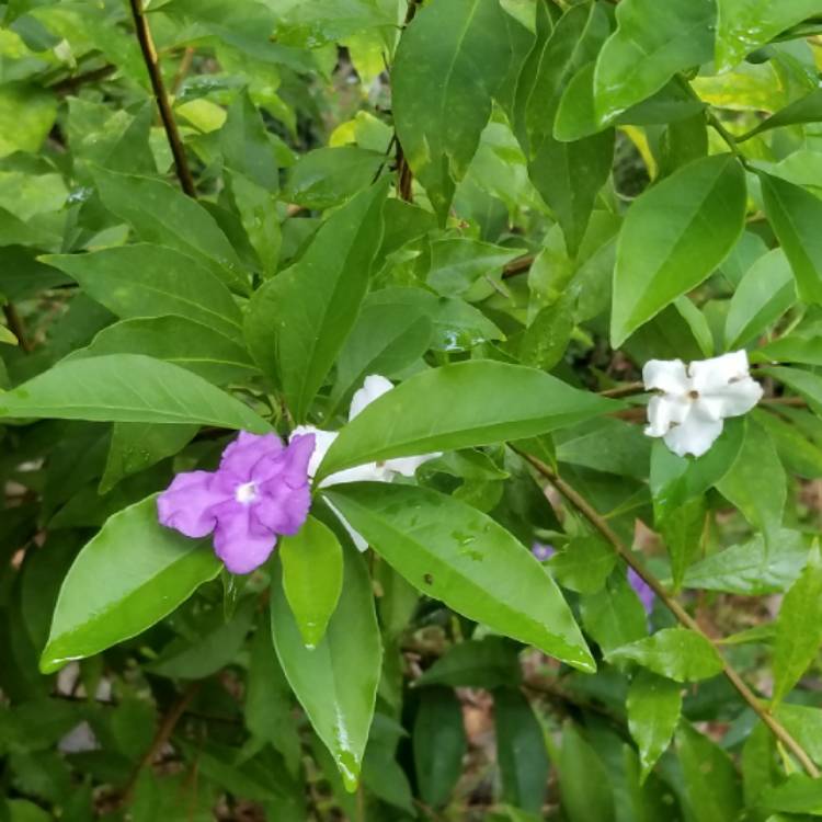 Plant image Brunfelsia grandiflora