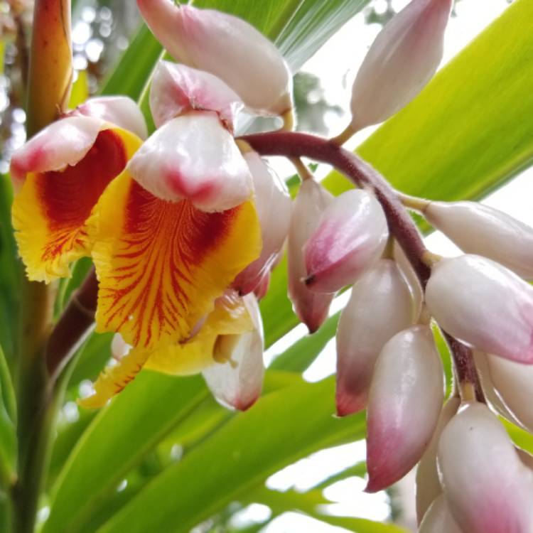 Plant image Alpinia Galanga