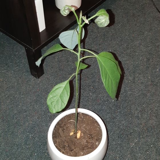 Plant image Persea americana 'Hass'