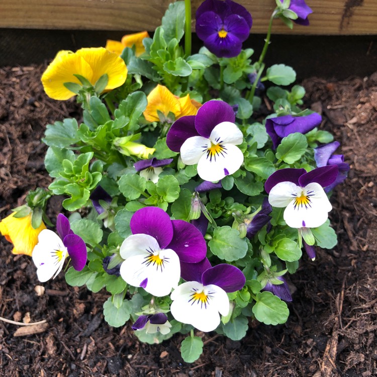 Plant image Viola Cornuta 'Bambini' (Mix)