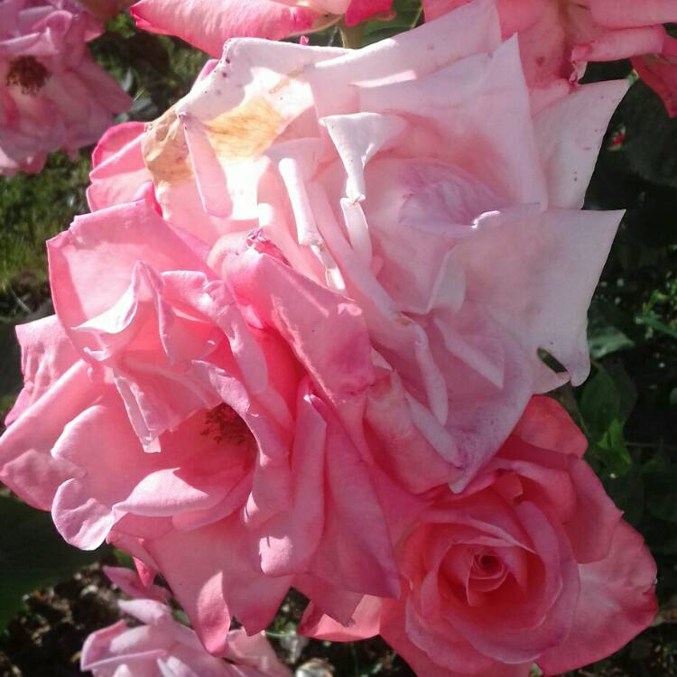 plant image 728312