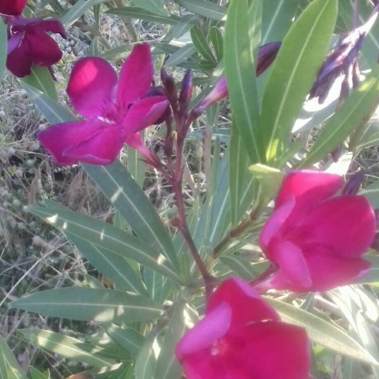 plant image 728413