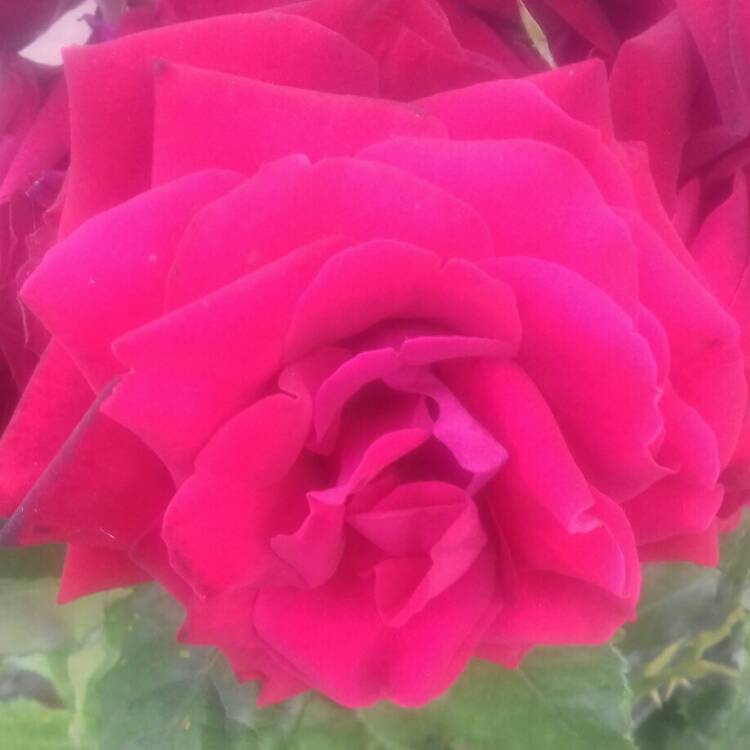 plant image 734498