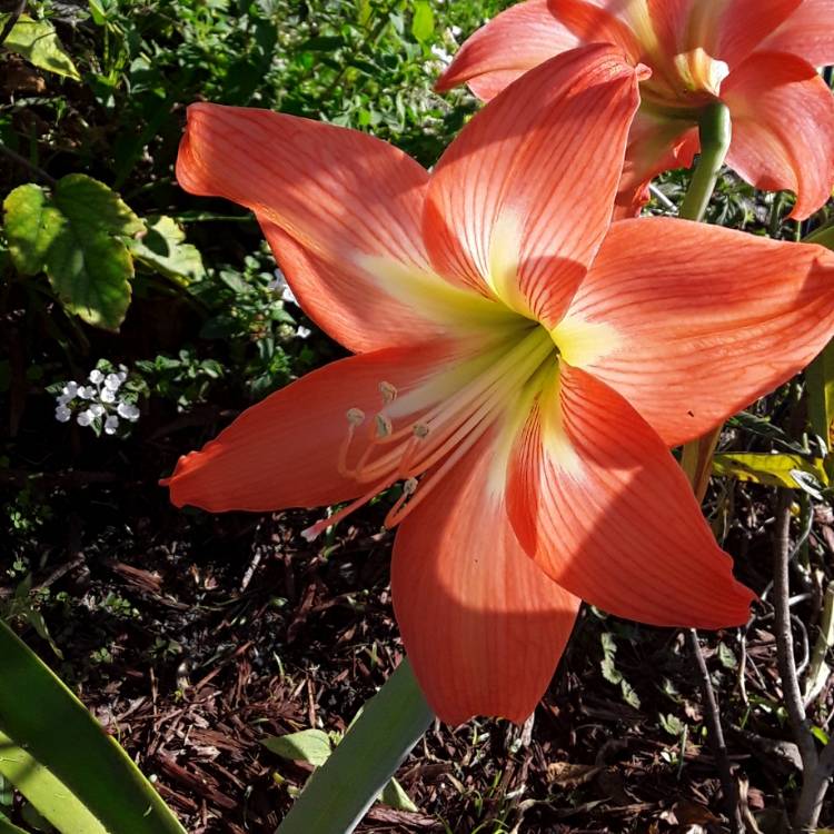 Plant image Hippeastrum puniceum