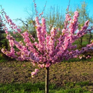 Plant image Prunus triloba