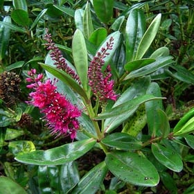 Plant image Hebe 'Addenda Lisa'