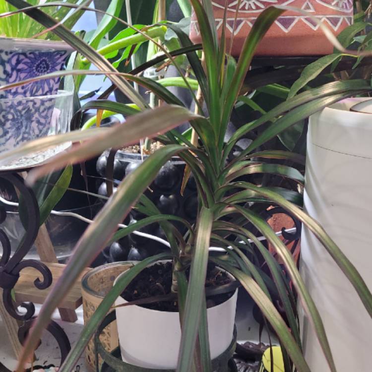 plant image 1646417