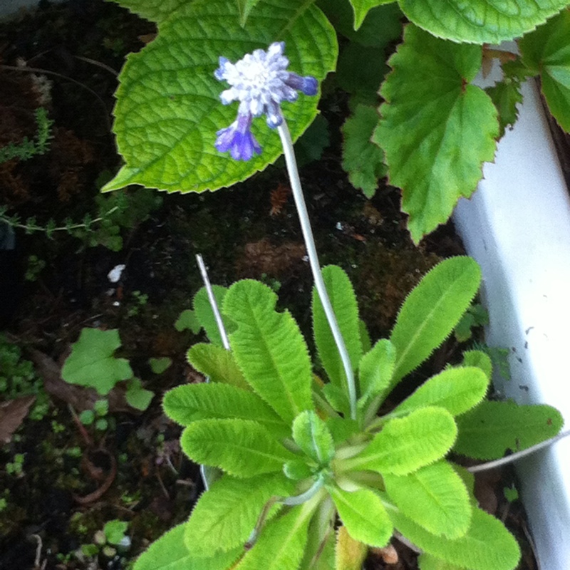 plant image 142800
