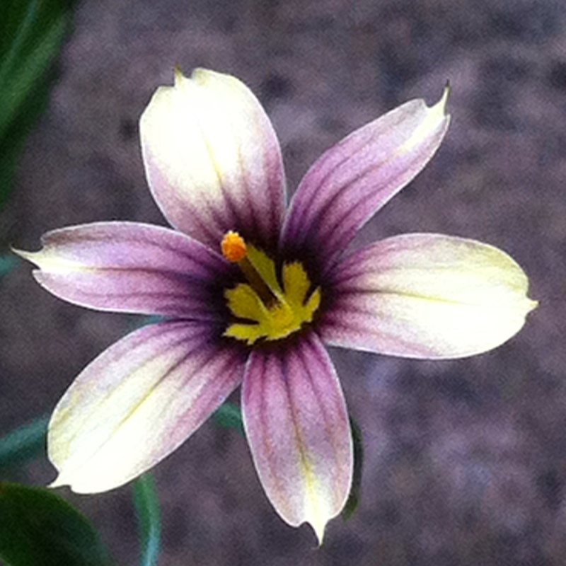 Plant image Sisyrinchium 'Biscutella'