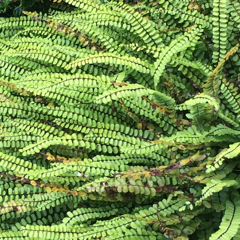 Plant image Asplenium trichomanes