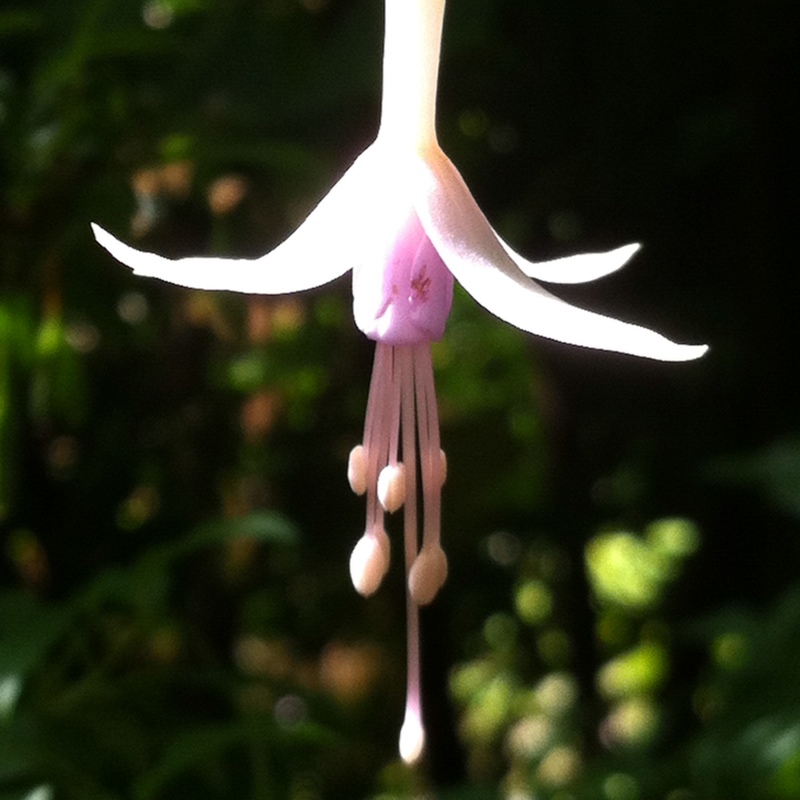 Plant image Fuchsia magellanica  'Molinae'