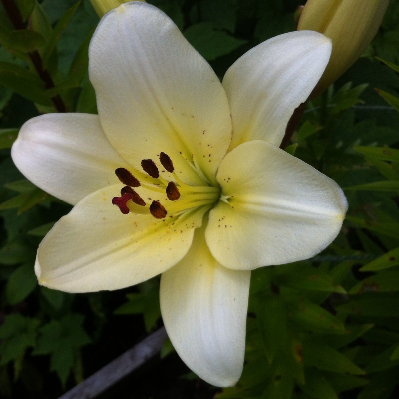 Plant image Lilium 'Paintball'