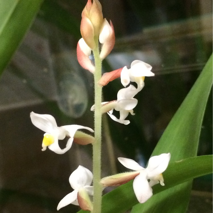 Plant image Ludisia discolor