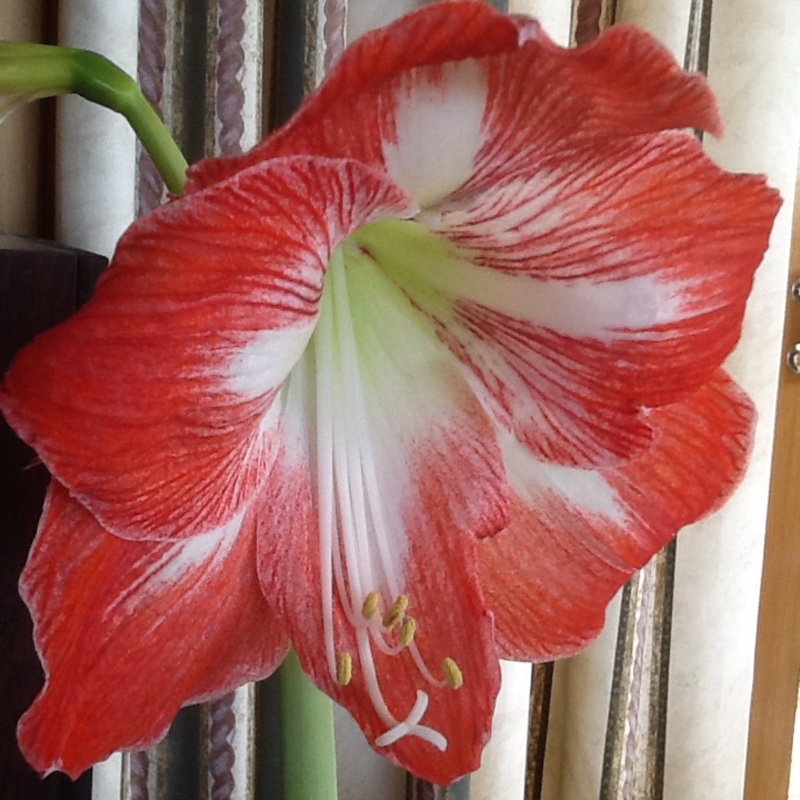 plant image 34057 plant image 34057