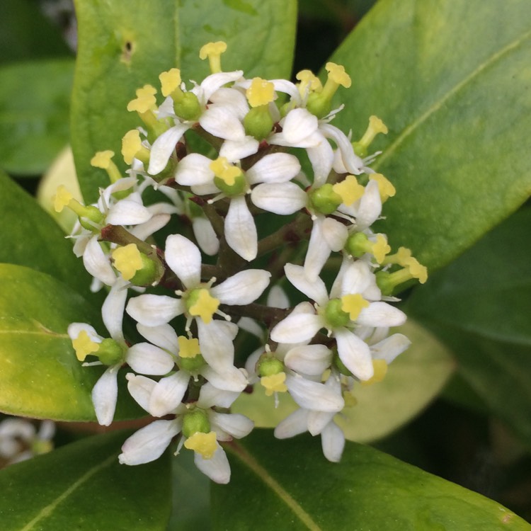 plant image 350543