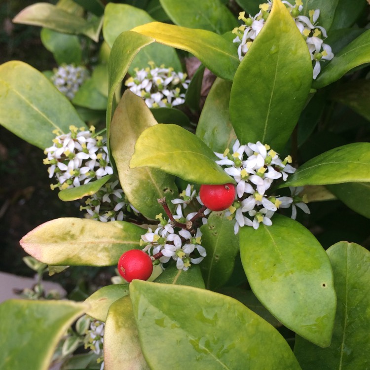 plant image 350546