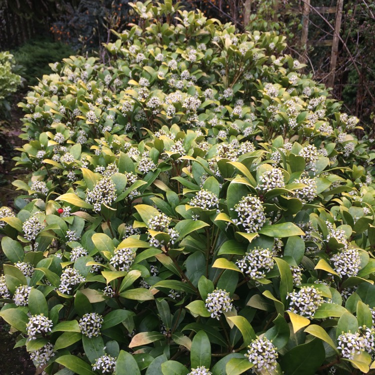 Plant image Skimmia japonica