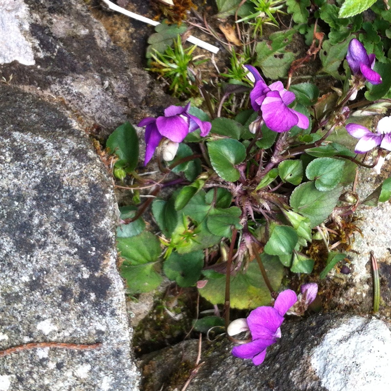 Viola riviniana 'Purpurea'