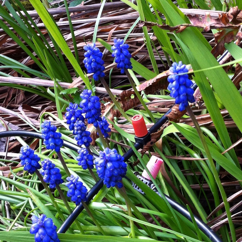 Muscari armeniacum