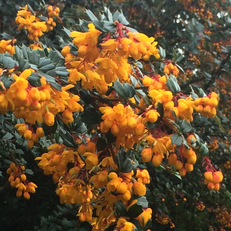 plant image 357817