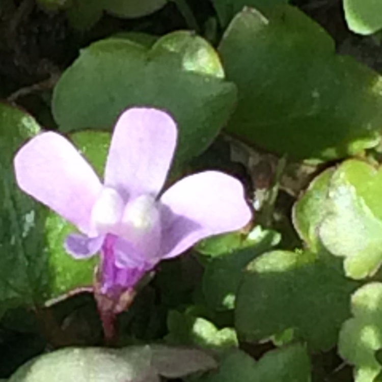 Plant image Cymbalaria Muralis syn. Antirrhinum cymbalaria ; Linaria cymbalaria