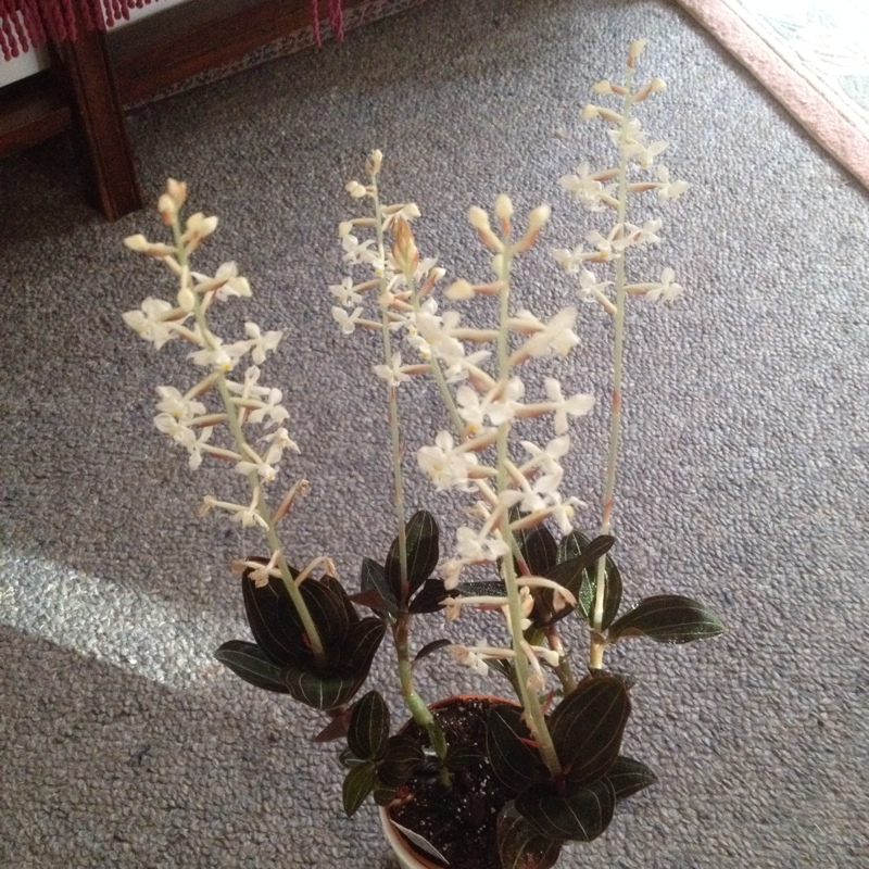 plant image 36662