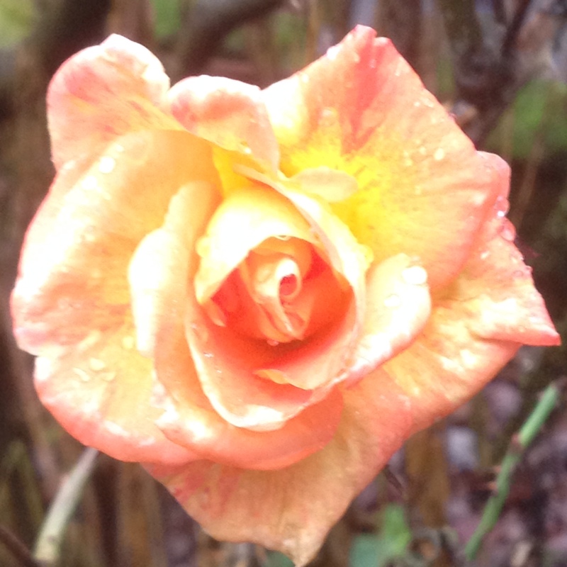 plant image 36668