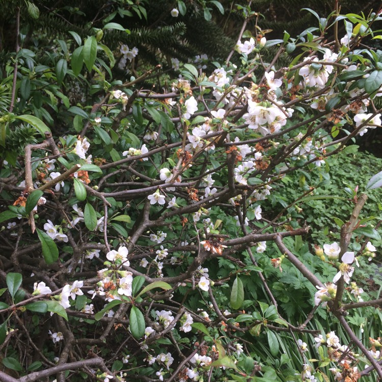 Plant image Chaenomeles speciosa 'Nivalis'