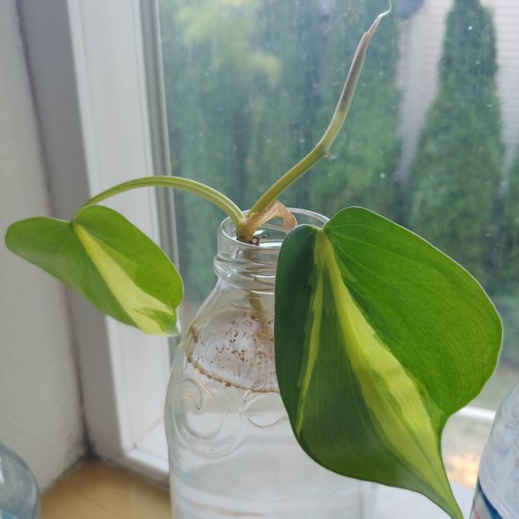 plant image 1159590