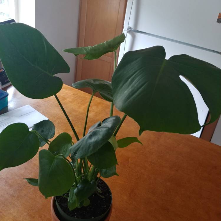 plant image 1164547