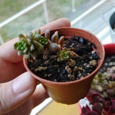 x Cremnosedum 'Little Gem'