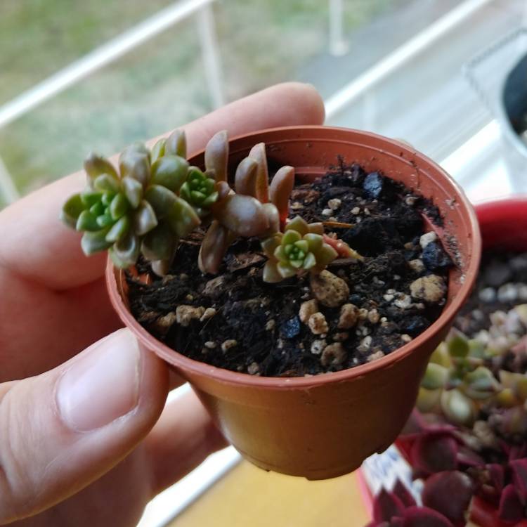 plant image 1169302