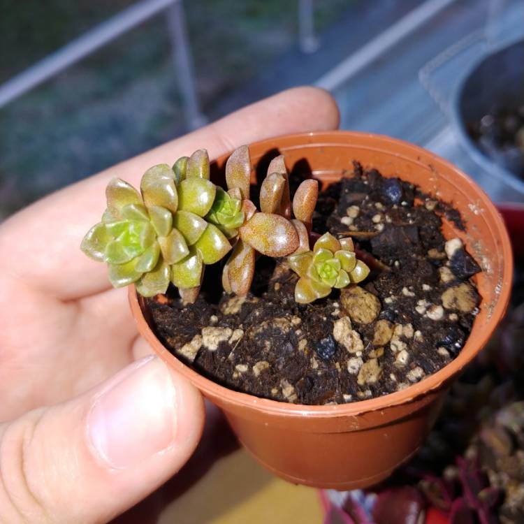 plant image 1169303