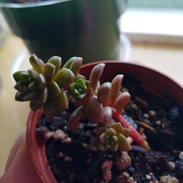 plant image 1169304