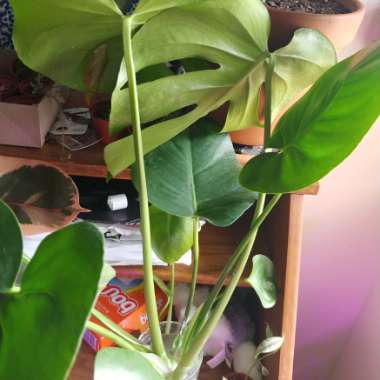 Monstera deliciosa