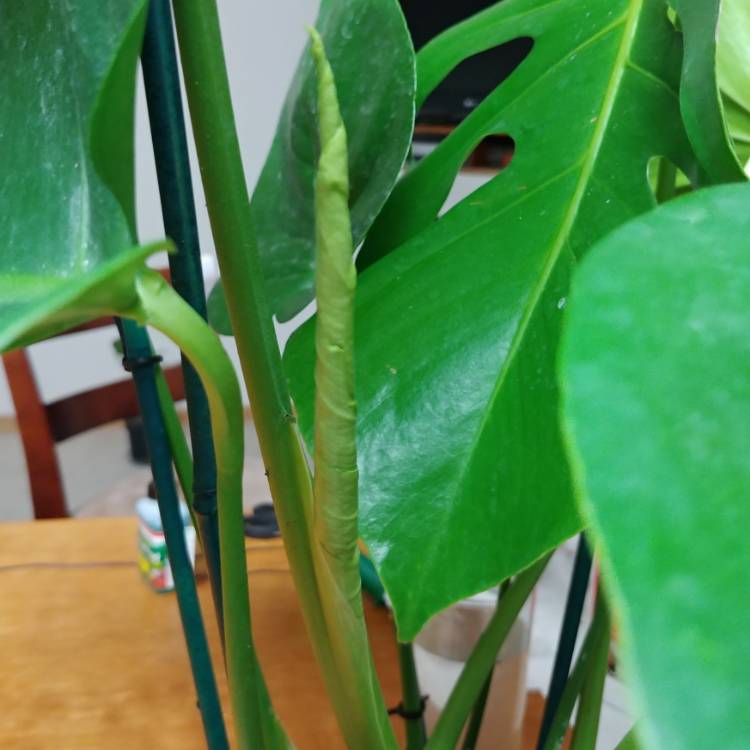 plant image 1176482