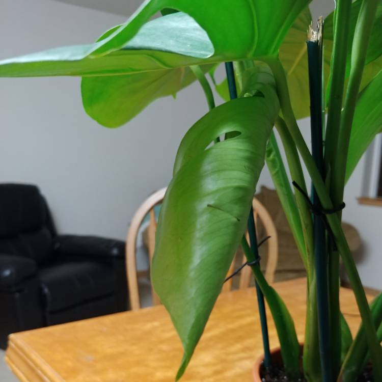 plant image 1176483