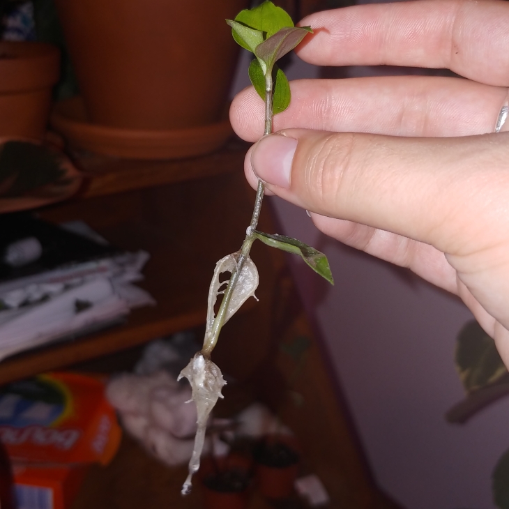 plant image 1177515 plant image 1177515