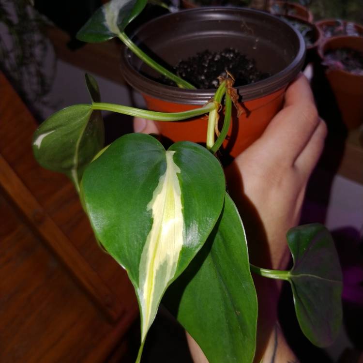 plant image 1197542