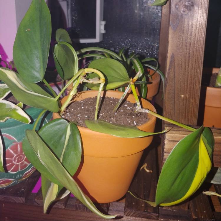 plant image 1197665