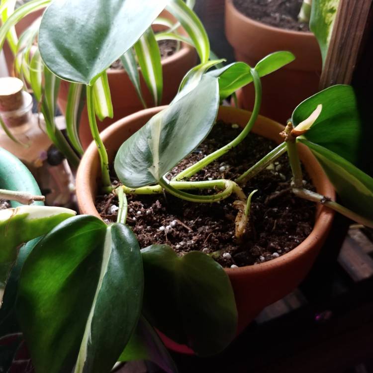 plant image 1199523
