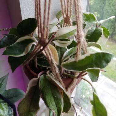 Hoya carnosa 'Krimson Queen' syn. 'Crimson Queen'