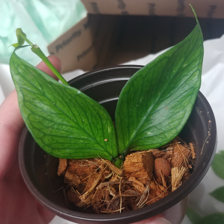 plant image 1207371