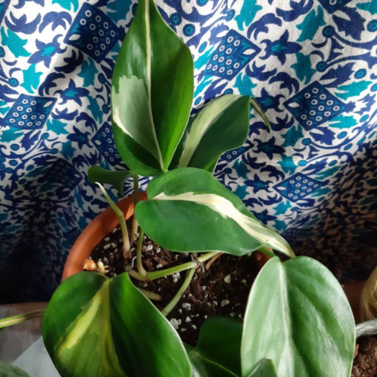 plant image 1209566