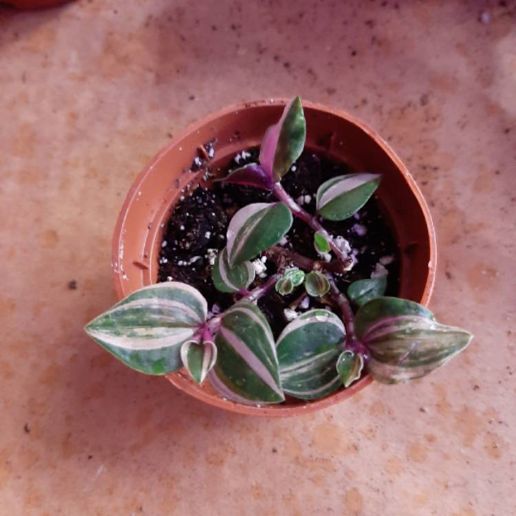 plant image 1224596